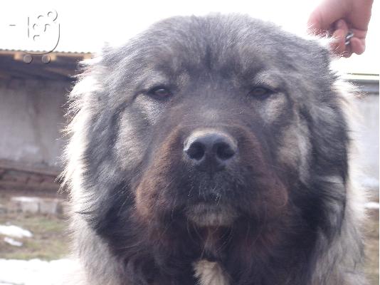 Kennel "Duchman" sale male Caucasian Shepherd 